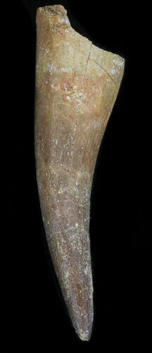 Fossil Plesiosaur Tooth - Morocco #39870